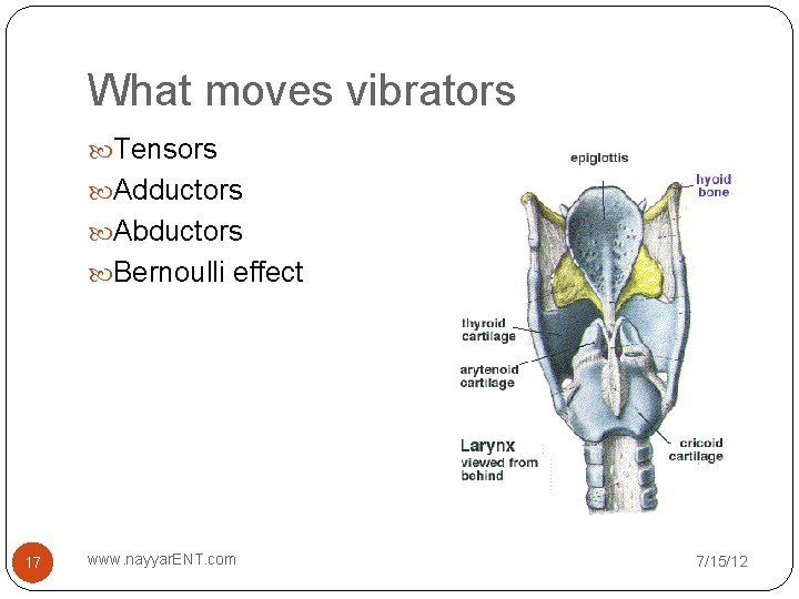 What moves vibrators Tensors Adductors Abductors Bernoulli effect 17 www. nayyar. ENT. com 7/15/12