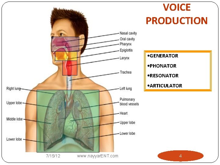 VOICE PRODUCTION • GENERATOR • PHONATOR • RESONATOR • ARTICULATOR 7/15/12 www. nayyar. ENT.