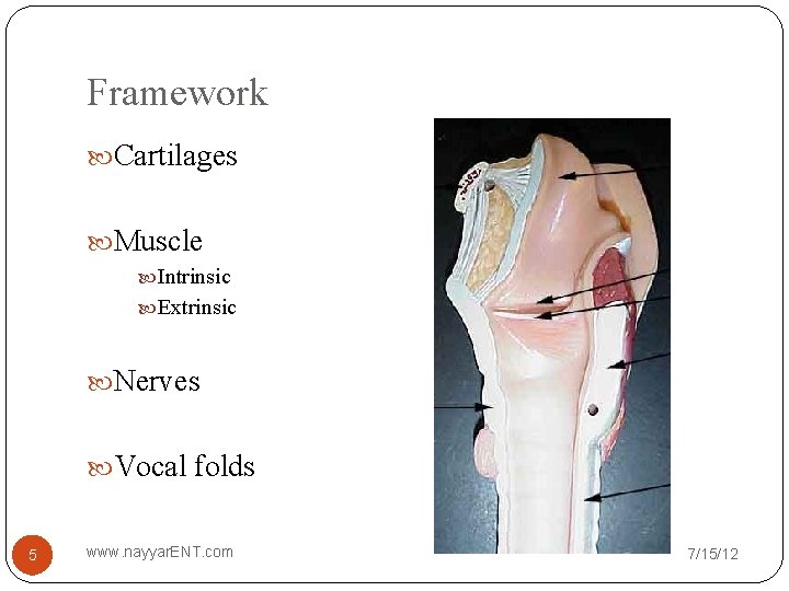 Framework Cartilages Muscle Intrinsic Extrinsic Nerves Vocal folds 5 www. nayyar. ENT. com 7/15/12