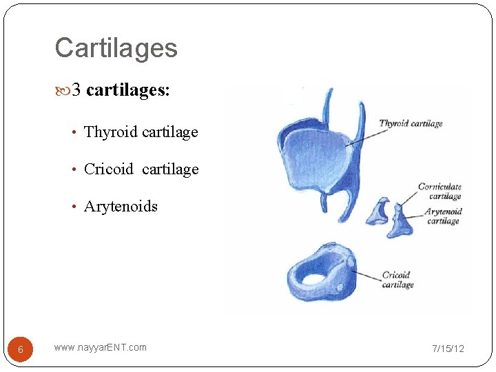 Cartilages 3 cartilages: • Thyroid cartilage • Cricoid cartilage • Arytenoids 6 www. nayyar.