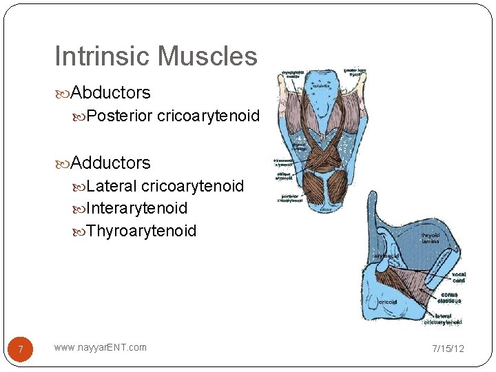 Intrinsic Muscles Abductors Posterior cricoarytenoid Adductors Lateral cricoarytenoid Interarytenoid Thyroarytenoid 7 www. nayyar. ENT.