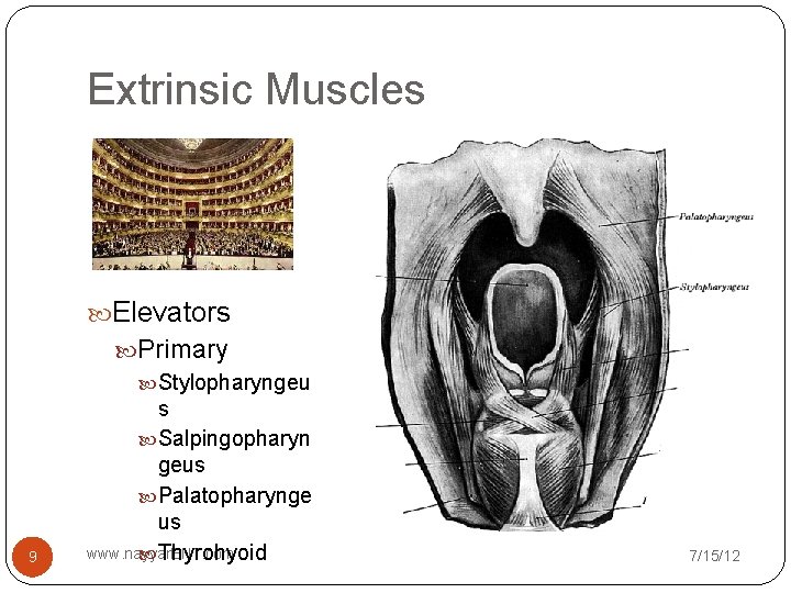 Extrinsic Muscles Elevators 9 Primary Stylopharyngeu s Salpingopharyn geus Palatopharynge us www. nayyar. ENT.