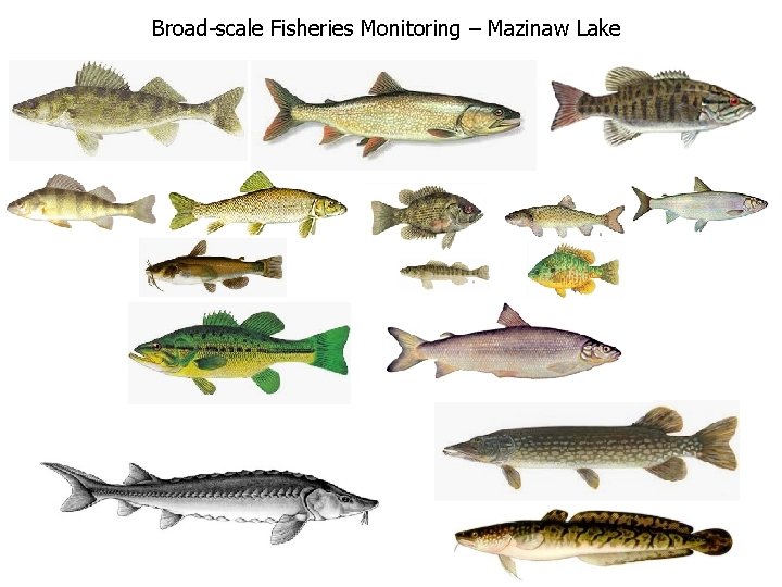 Broad-scale Fisheries Monitoring – Mazinaw Lake 