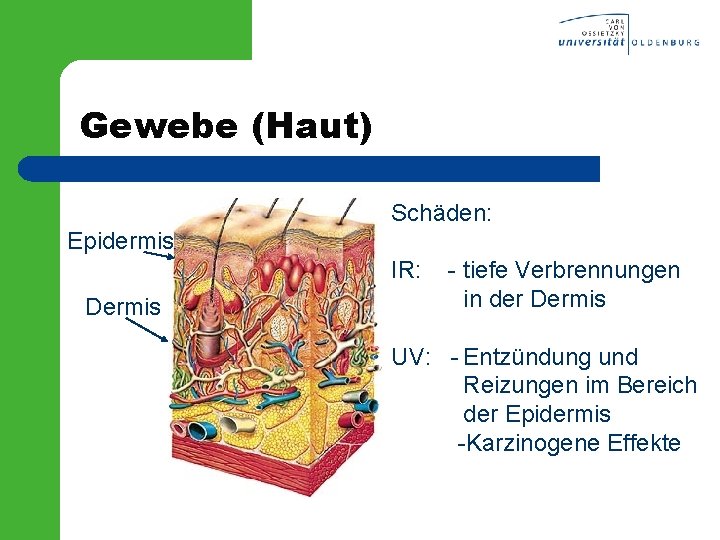 Gewebe (Haut) Schäden: Epidermis IR: Dermis - tiefe Verbrennungen in der Dermis UV: -