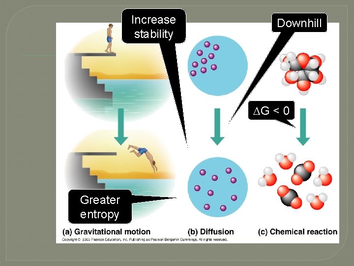 Increase stability Downhill G < 0 Greater entropy 