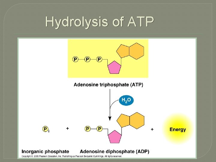 Hydrolysis of ATP 