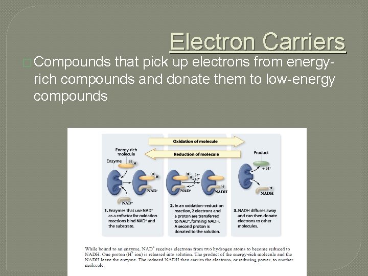 � Compounds Electron Carriers that pick up electrons from energyrich compounds and donate them