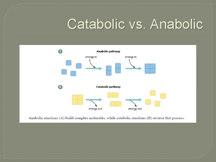 Catabolic vs. Anabolic 