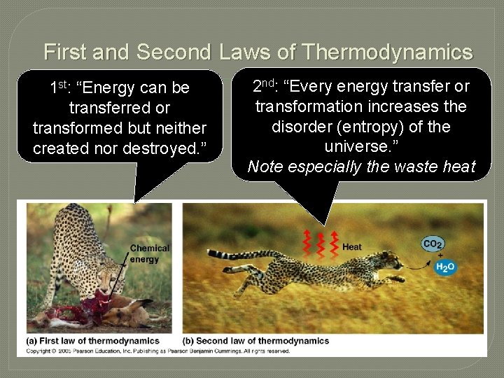 First and Second Laws of Thermodynamics 1 st: “Energy can be transferred or transformed