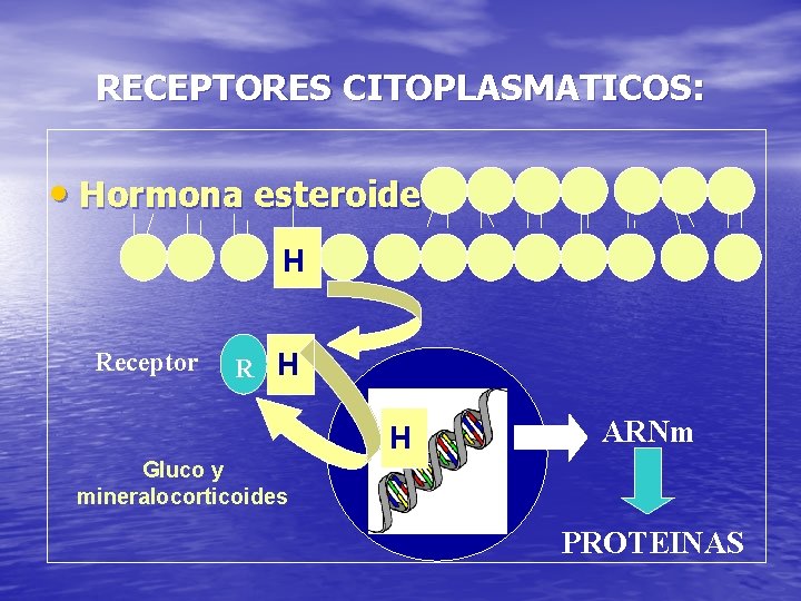RECEPTORES CITOPLASMATICOS: • Hormona esteroide H Receptor R H ARNm H Gluco y mineralocorticoides