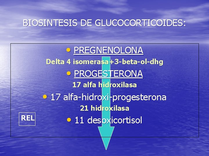 BIOSINTESIS DE GLUCOCORTICOIDES: • PREGNENOLONA Delta 4 isomerasa+3 -beta-ol-dhg • PROGESTERONA 17 alfa hidroxilasa