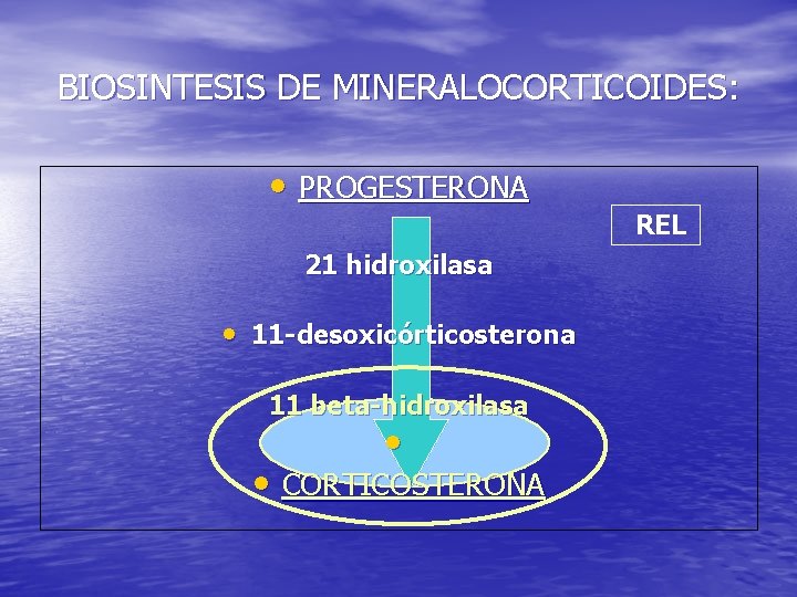 BIOSINTESIS DE MINERALOCORTICOIDES: • PROGESTERONA REL 21 hidroxilasa • 11 -desoxicórticosterona 11 beta-hidroxilasa •