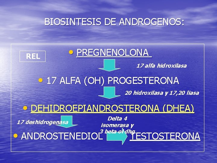BIOSINTESIS DE ANDROGENOS: REL • PREGNENOLONA 17 alfa hidroxilasa • 17 ALFA (OH) PROGESTERONA