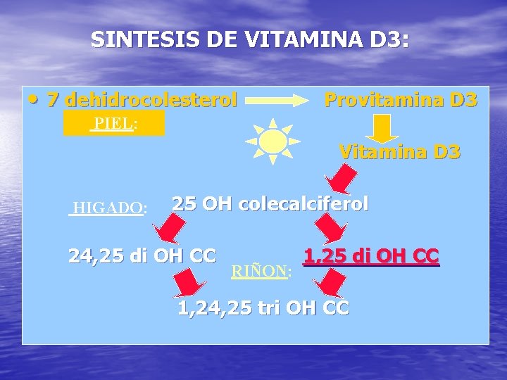 SINTESIS DE VITAMINA D 3: • 7 dehidrocolesterol Provitamina D 3 PIEL: Vitamina D