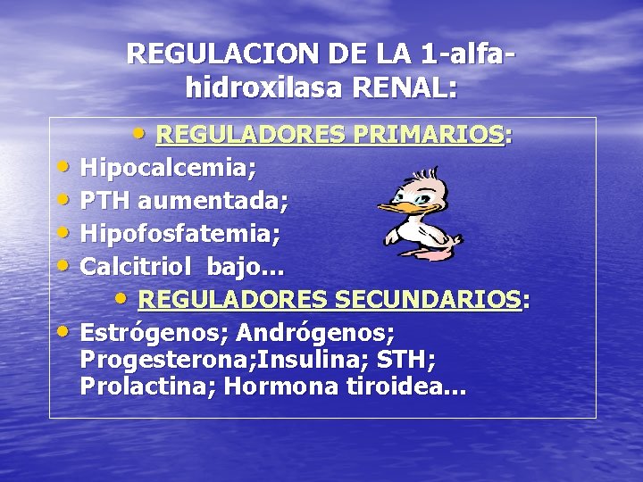 REGULACION DE LA 1 -alfahidroxilasa RENAL: • REGULADORES PRIMARIOS: • Hipocalcemia; • PTH aumentada;