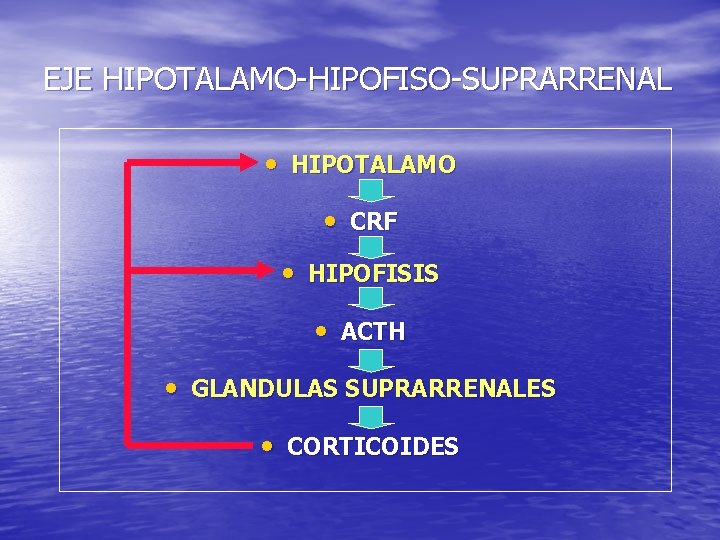 EJE HIPOTALAMO-HIPOFISO-SUPRARRENAL • HIPOTALAMO • CRF • HIPOFISIS • ACTH • GLANDULAS SUPRARRENALES •