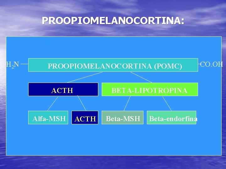 PROOPIOMELANOCORTINA: H 2 N PROOPIOMELANOCORTINA (POMC) ACTH Alfa-MSH BETA-LIPOTROPINA ACTH Beta-MSH Beta-endorfina CO. OH