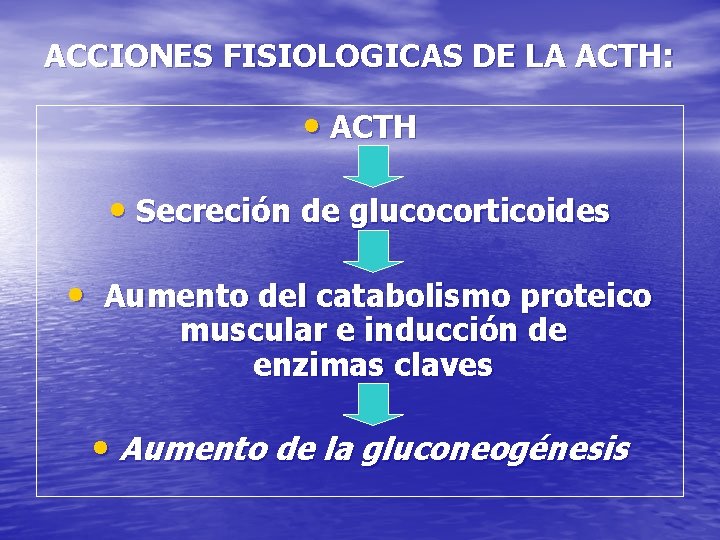 ACCIONES FISIOLOGICAS DE LA ACTH: • ACTH • Secreción de glucocorticoides • Aumento del