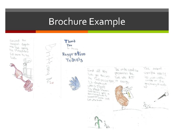 Brochure Example 