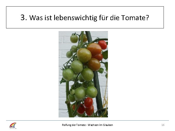 3. Was ist lebenswichtig für die Tomate? Reifung der Tomate - Wachsen im Glauben