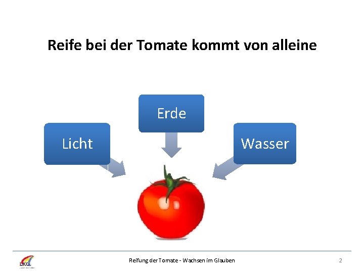 Reife bei der Tomate kommt von alleine Erde Wasser Licht Reifung der Tomate -