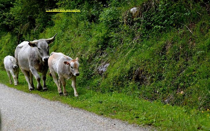 Une adorable rencontre . 
