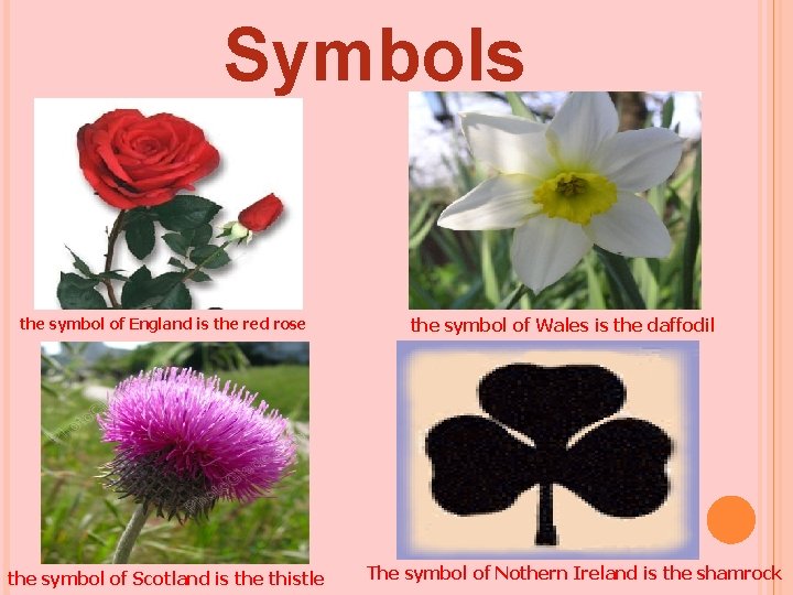 Symbols the symbol of England is the red rose the symbol of Scotland is