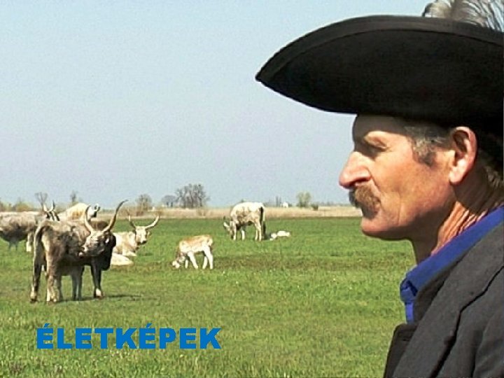 ÉLETKÉPEK 