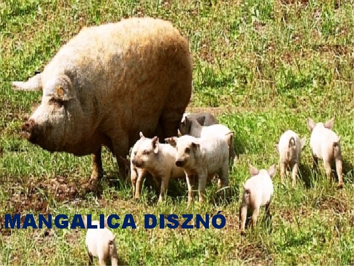 MANGALICA DISZNÓ 