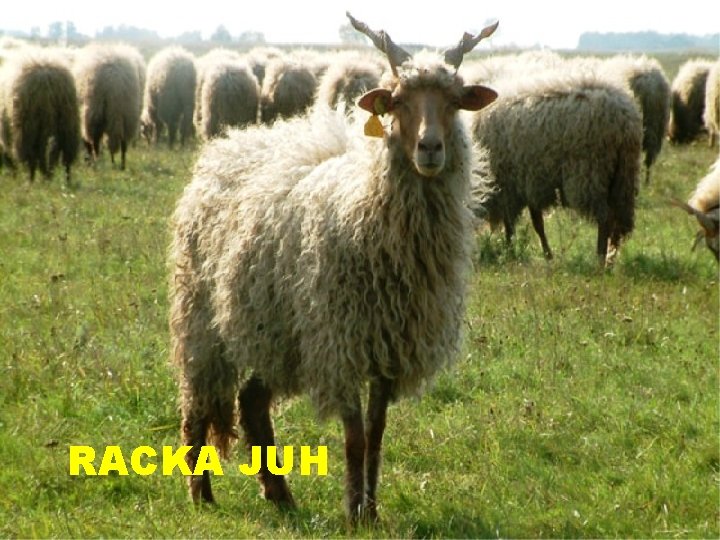 RACKA JUH 