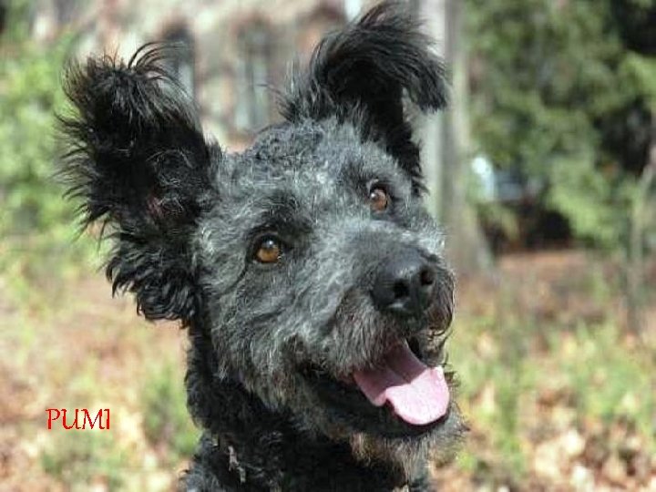 PUMI 