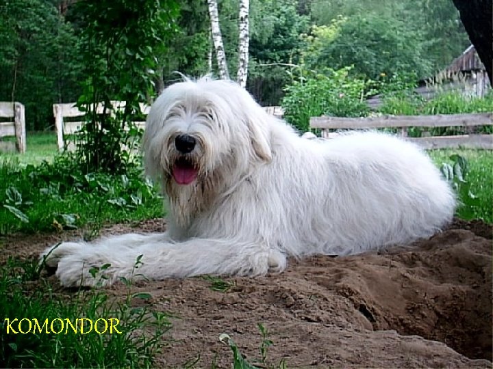 KOMONDOR eszem 