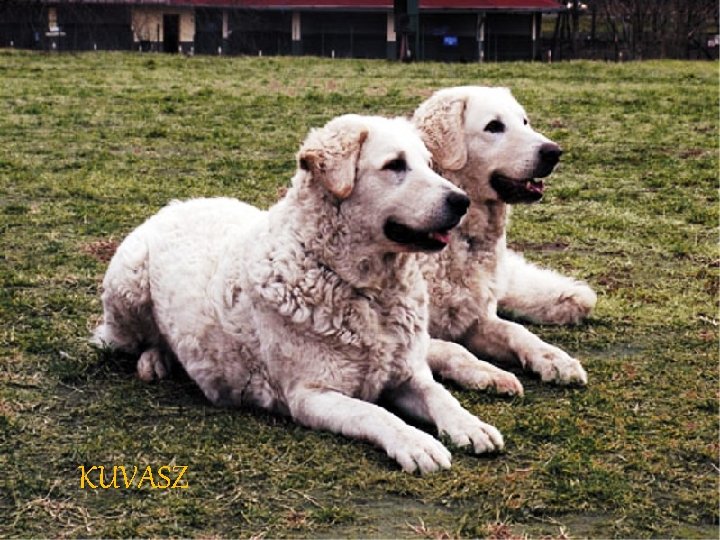 KUVASZ 