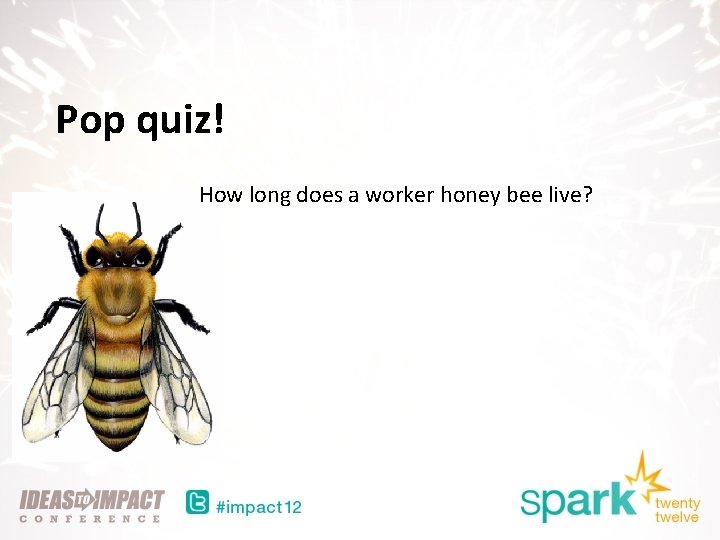 Pop quiz! How long does a worker honey bee live? 