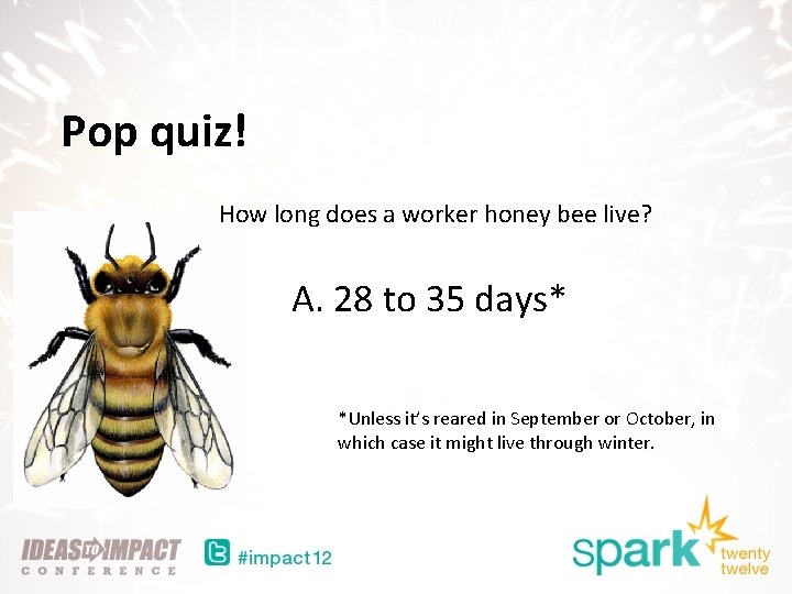 Pop quiz! How long does a worker honey bee live? A. 28 to 35