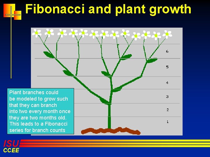 Fibonacci and plant growth Plant branches could be modeled to grow such that they