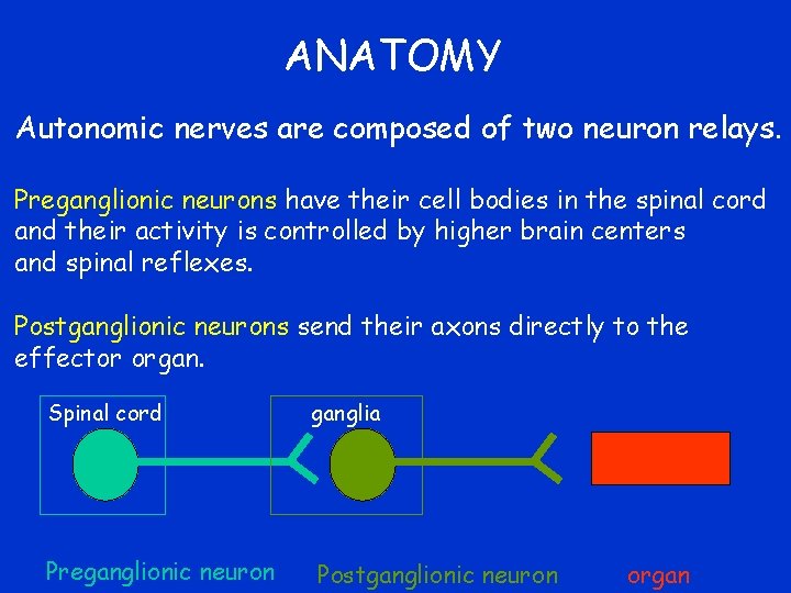 Learning Objectives Describe the anatomical differences between the