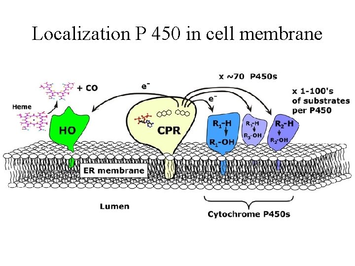 Localization P 450 in cell membrane 