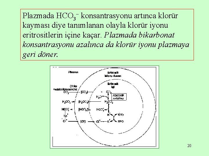 Plazmada HCO 3 konsantrasyonu artınca klorür kayması diye tanımlanan olayla klorür iyonu eritrositlerin içine