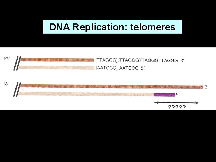 DNA Replication: telomeres 