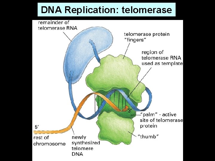 DNA Replication: telomerase 