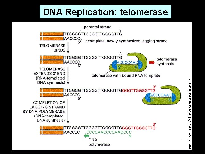 DNA Replication: telomerase 