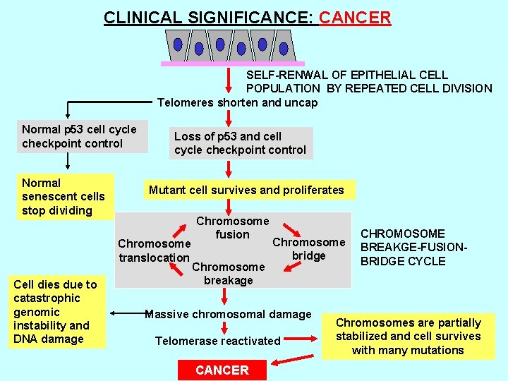 CLINICAL SIGNIFICANCE: CANCER SELF-RENWAL OF EPITHELIAL CELL POPULATION BY REPEATED CELL DIVISION Telomeres shorten