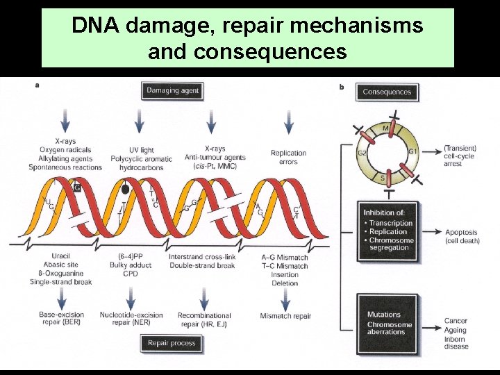 DNA damage, repair mechanisms and consequences 