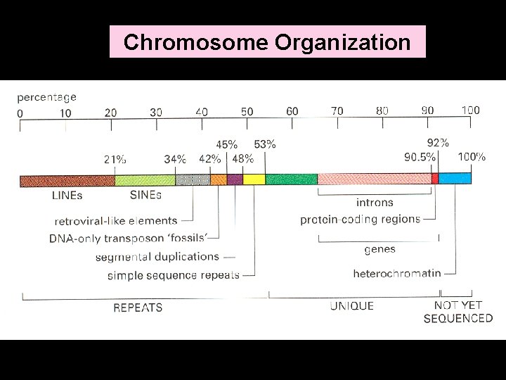 Chromosome Organization 