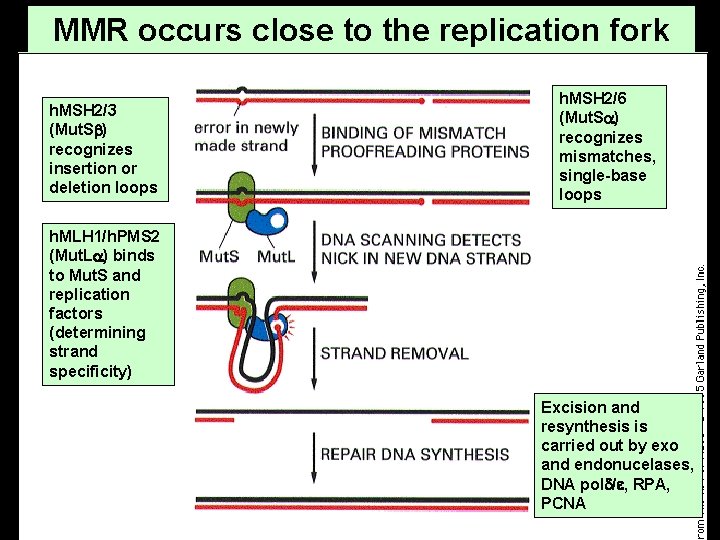 MMR occurs close to the replication fork h. MSH 2/3 (Mut. S ) recognizes