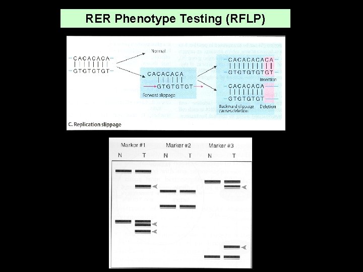 RER Phenotype Testing (RFLP) 