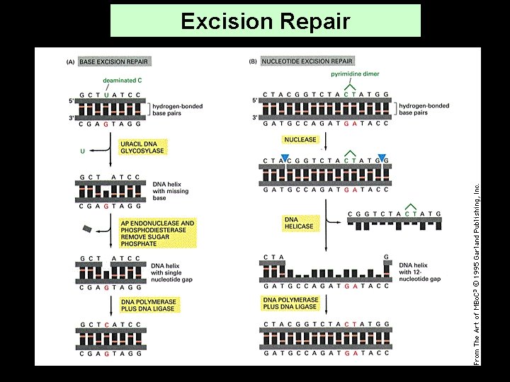 Excision Repair 