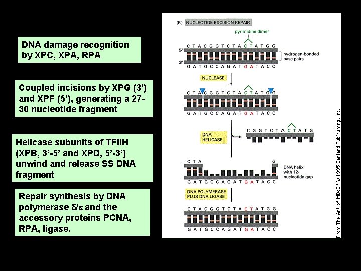 DNA damage recognition by XPC, XPA, RPA Coupled incisions by XPG (3’) and XPF