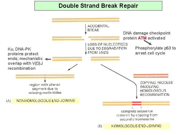 Double Strand Break Repair DNA damage checkpoint protein ATM activated Ku, DNA-PK proteins protect